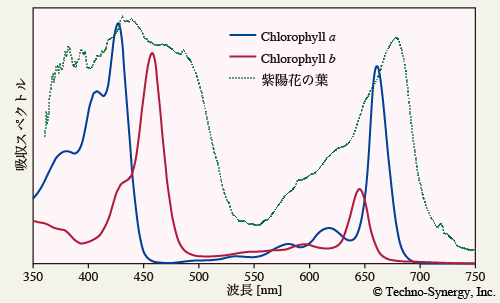 図1-5　クロロフィルの吸収スペクトル