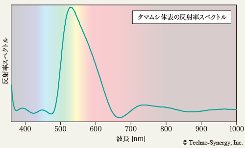 図4-10　タマムシ体表の反射率スペクトル