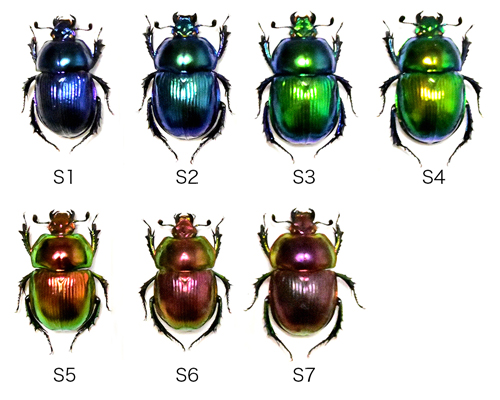 図4-16　さまざまな色彩を持つオオセンチコガネ