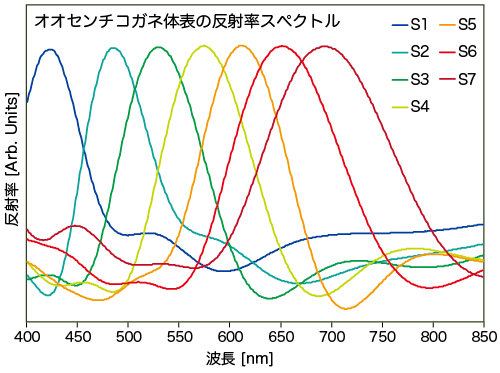 図4-17　オオセンチコガネ体表の反射率スペクトル