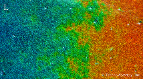 図8-11　左円偏光で見たアオオビカタハリカナブン体表の顕微鏡拡大